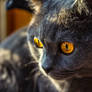 Sun-eyes cat