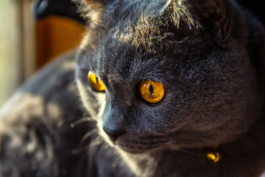 Sun-eyes cat