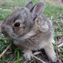 Baby Bunny 1