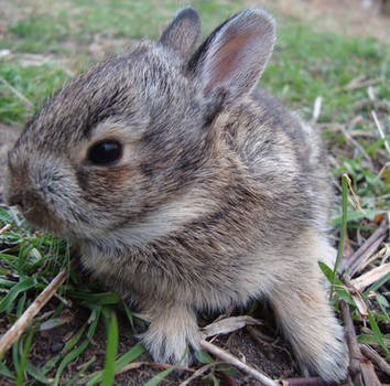 Baby Bunny 1