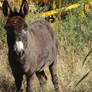 Millie Grazing