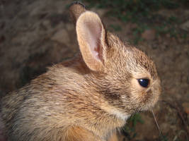 Wild Baby Bunny 3