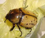 Big Female Beetle by Mr-Scarlet-Nokitsune