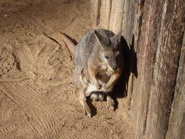 Wallaby