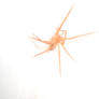 Orange Spider 6