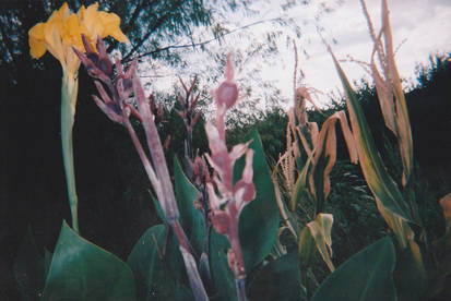 Calla Lillies