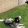 Husky Animal Stock 9