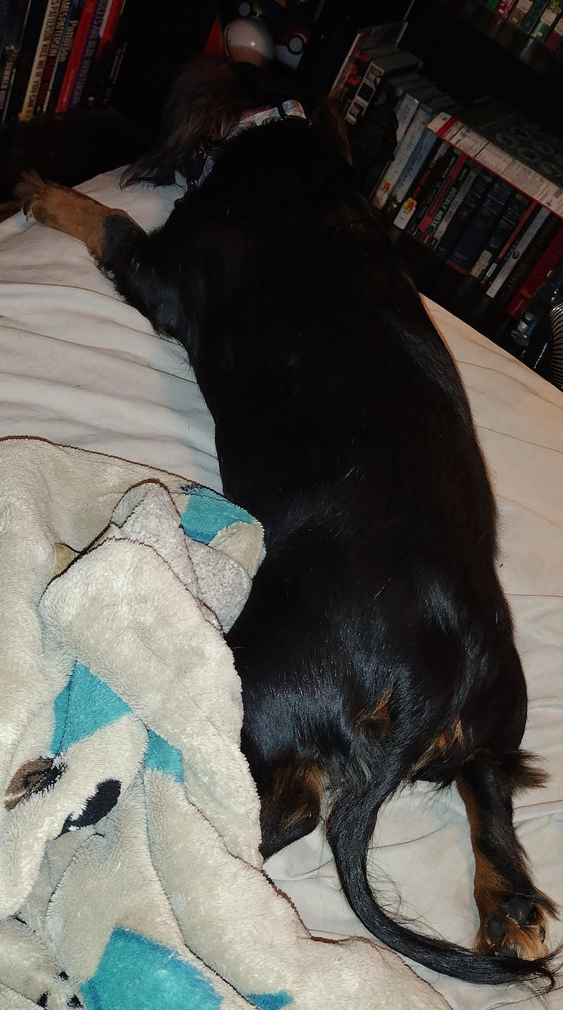 Splooting by Mr-Scarlet-Nokitsune on DeviantArt