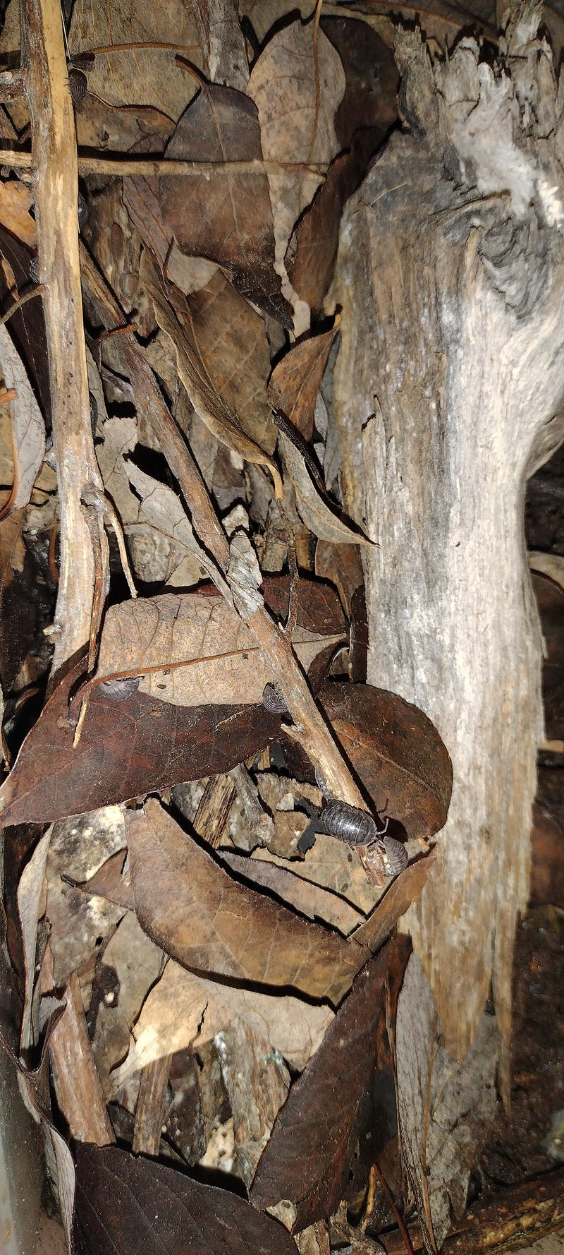 Lunch Rush by Mr-Scarlet-Nokitsune on DeviantArt