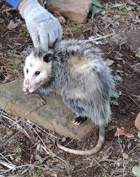Possum Nineteen 17