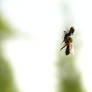 bee trapped by a spider