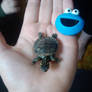 Wilson the Turtle :3