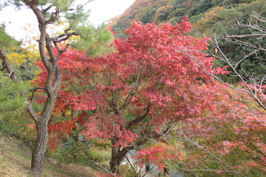 red tree of fall