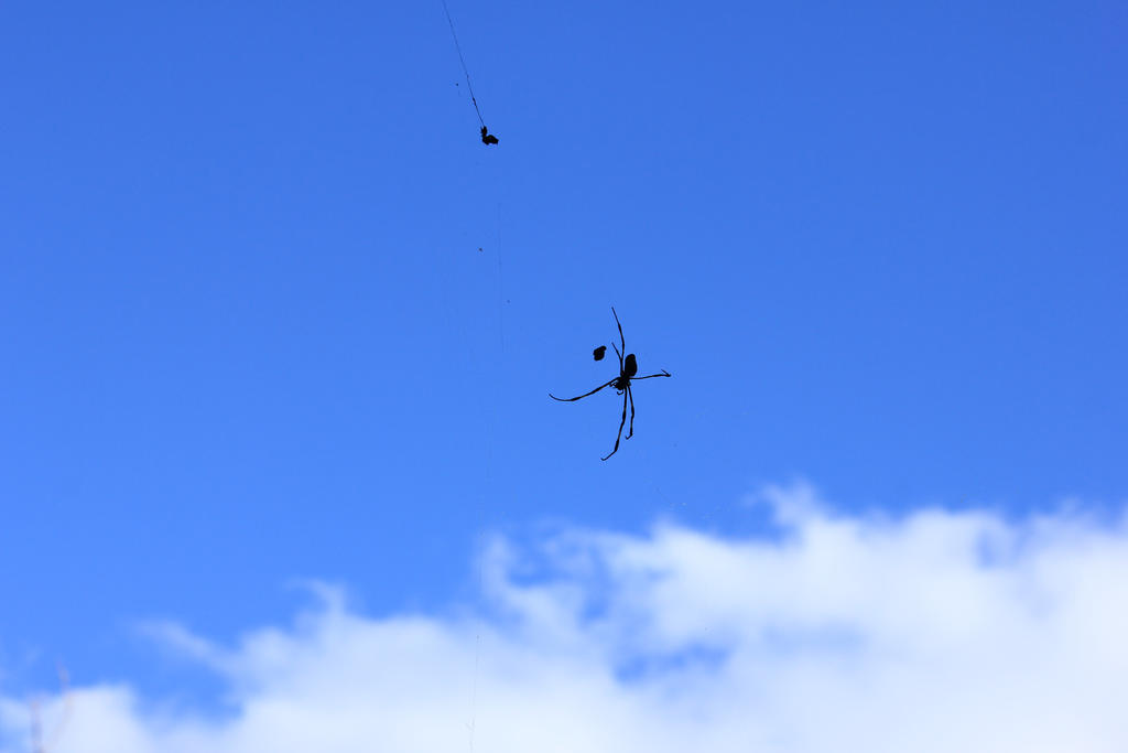 spider in the sky