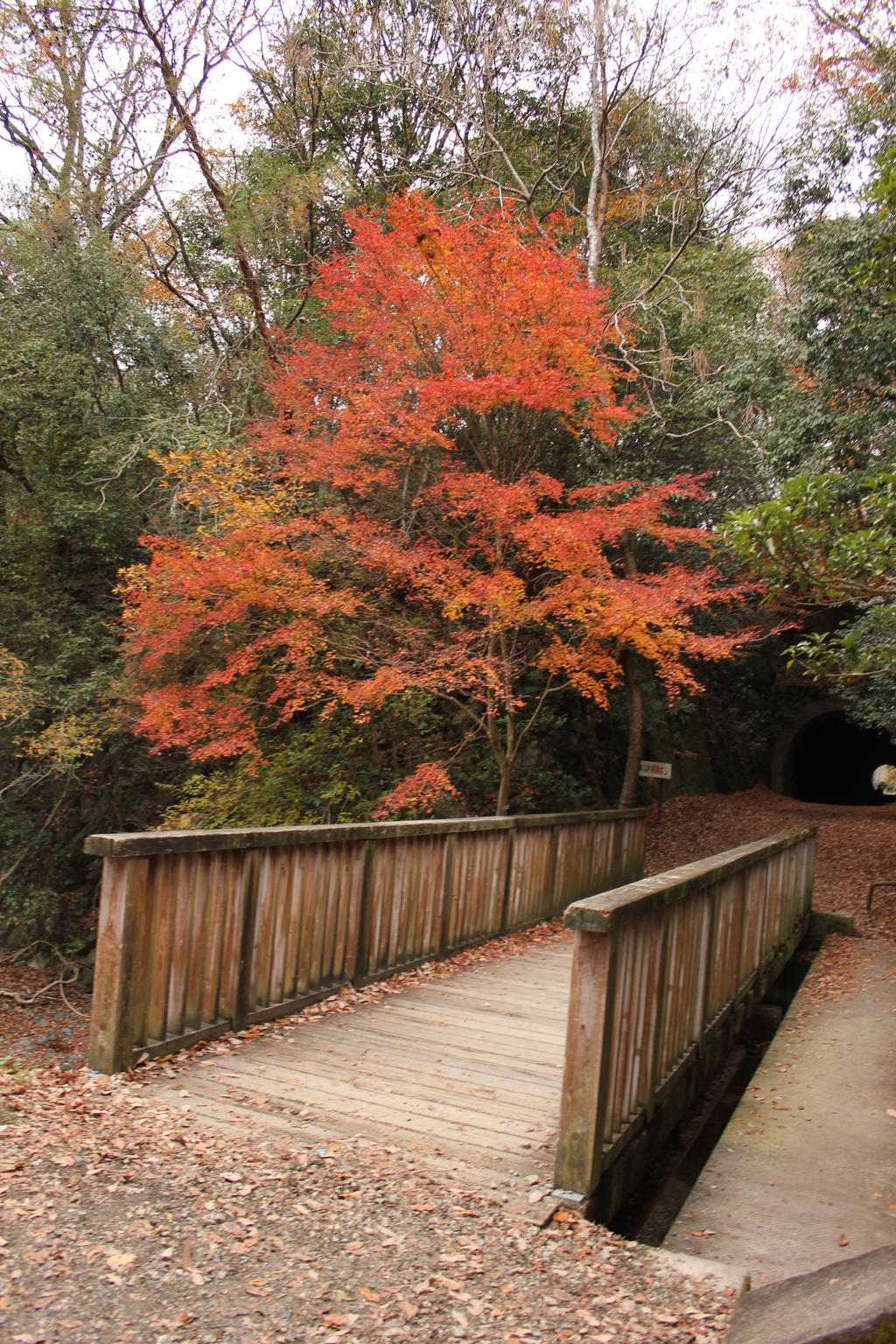 tiny wooden bridge