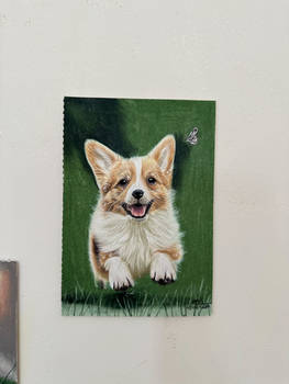 n27. dog (corgi)