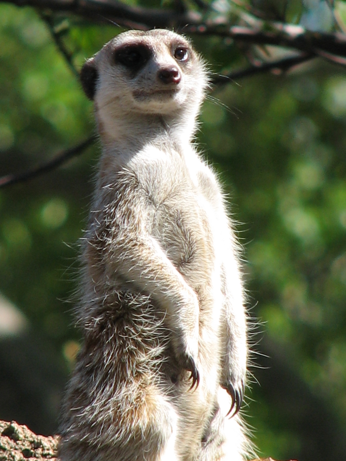 Meerkat Manor