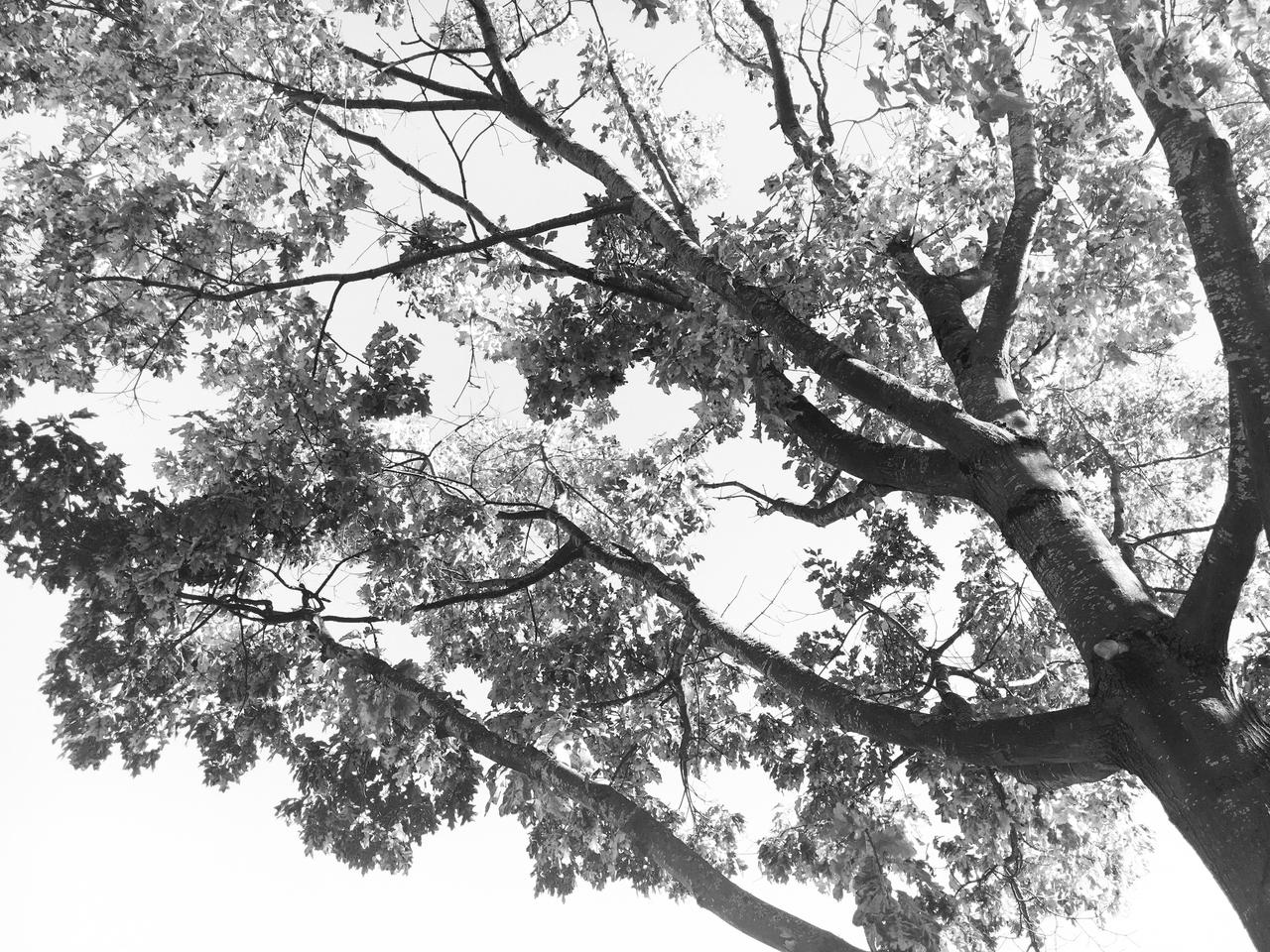 Tree Graphics Bw BW TREE by BryceCreative on DeviantArt