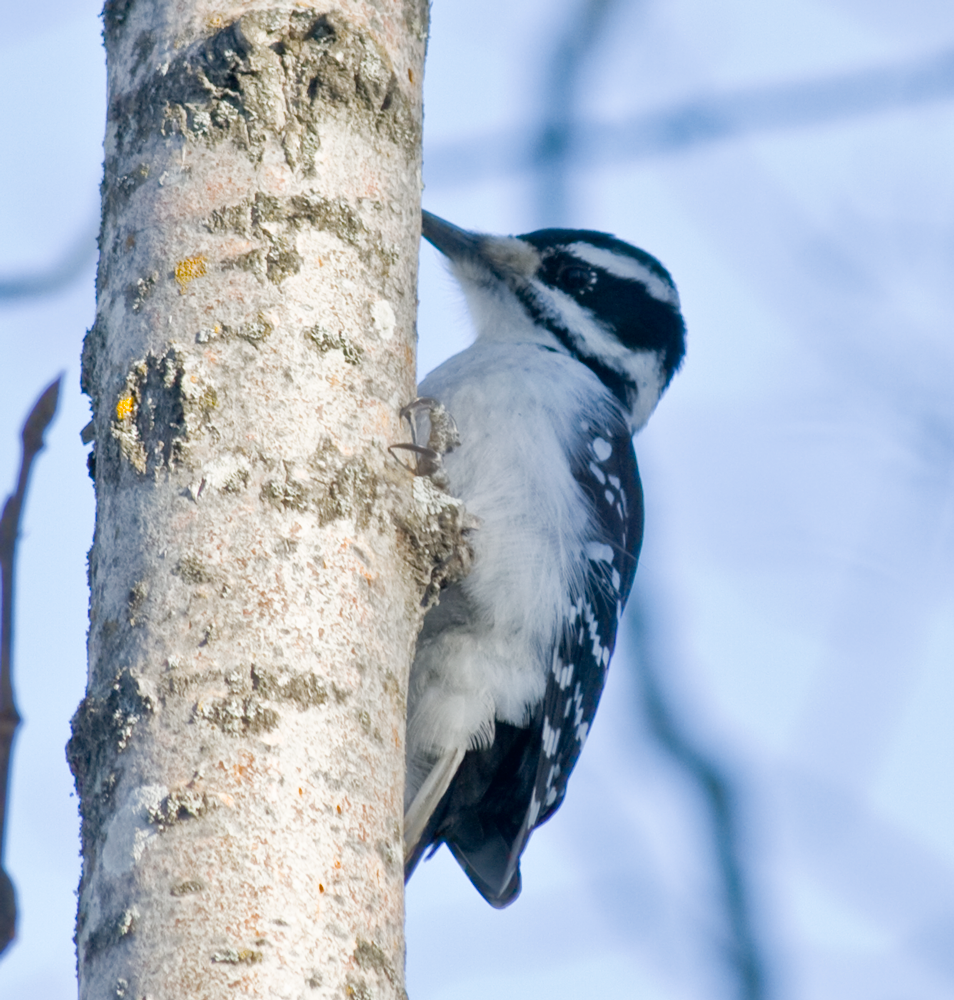 Woodpecker - 1