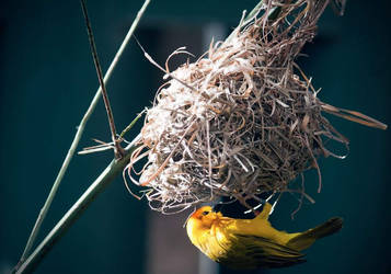 Nest Building