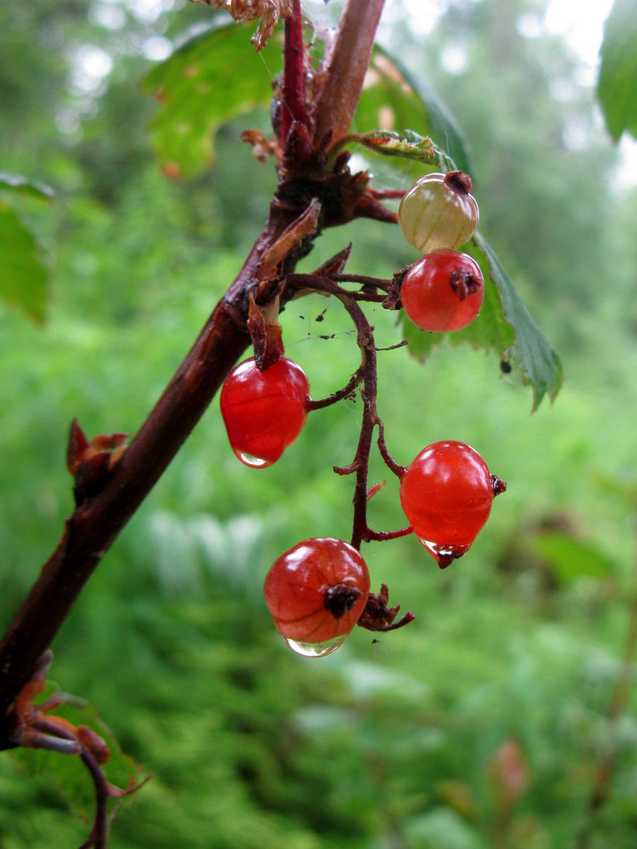 Red Currant