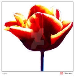 Tulip No. 1