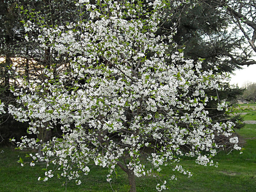 tree in the spring