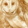 Barn Owl