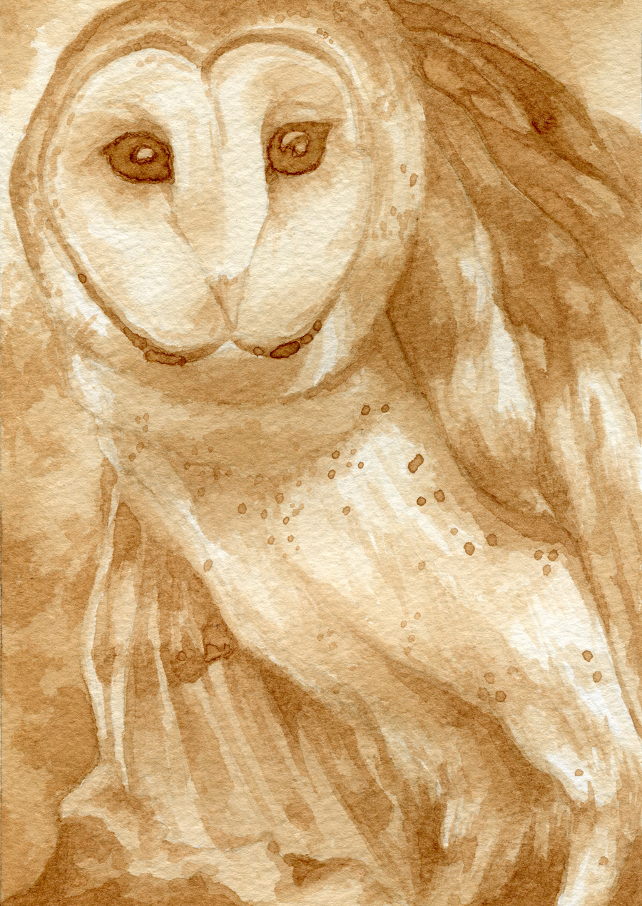 Barn Owl