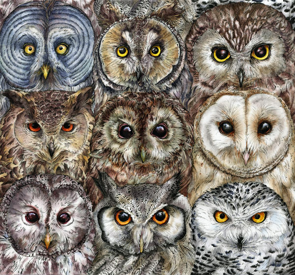 Owl Optics by Calmality Owl Optics by Calmality