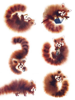Red Panda Collection