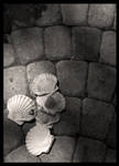 Seashells I by malayleo