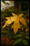 Leaf by malayleo