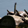 TURTLES TANNING