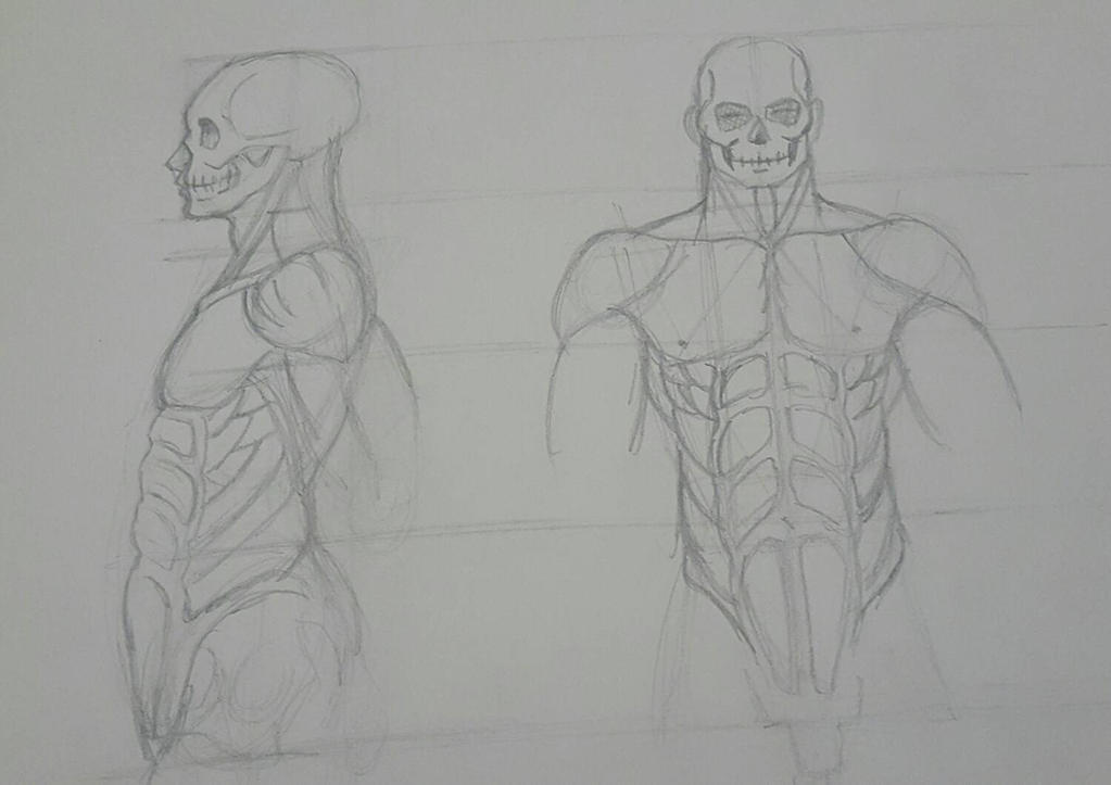 Dynamic Muscle Pencil muscles practice 4 by OwlBlack08 on DeviantArt