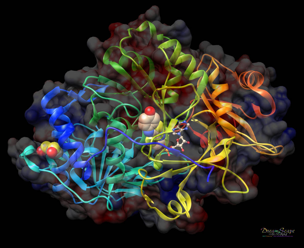 Molecular Japanese Firefly Luciferase