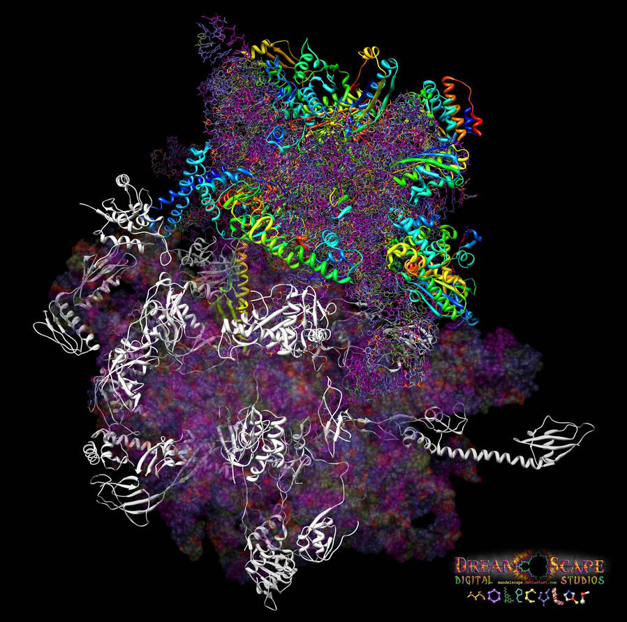 Ribosomes More Than Just Grey The Color Debate Ends Here - rf576dg