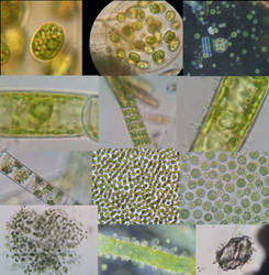 Algae 23 micro