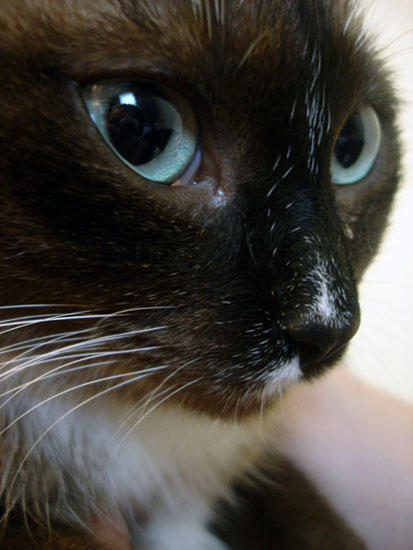 mr. diddles by whoisamanda on DeviantArt