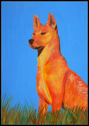 Dingo