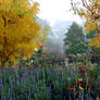 Misty Morning Friend's Garden