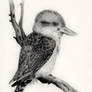 Kookaburra Sketch III