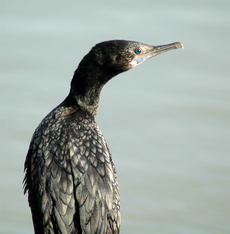 Bird Soldier