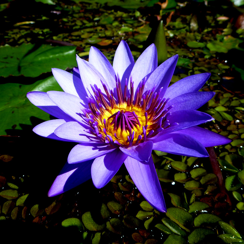 Mauve memories of a lovely lily