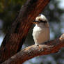 Kookaburra ... not laughing!