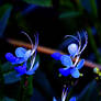 Beautiful Blue Butterfly Dance