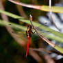 Dragon Under the April Sun in Cuba ...