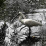 Spoonbill