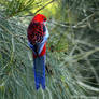 Crimson rosella