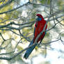 Crimson Rosella